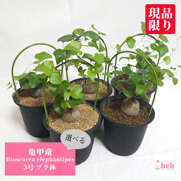 特大亀甲竜　バキバキ　沖縄管理5年 （送料込み） 特大亀甲竜 バキバキ 沖縄管理5年 （送料込み