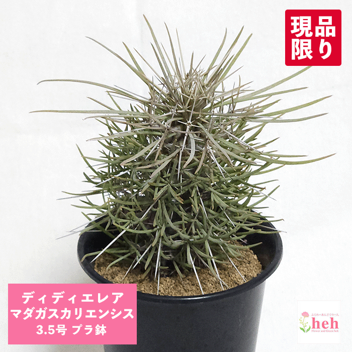 楽天市場】PLANCHU 熱帯花木 メディニラ マグニフィカ