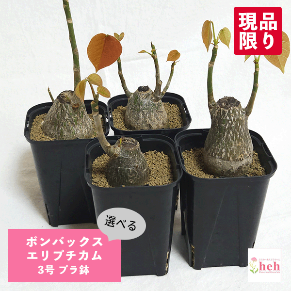 【現品】ボンバックス　8号　黒鉢　（1） 現品】ボンバックス 8号 黒鉢（1） : 花のアリマツ Yahoo!店