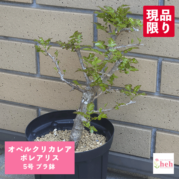 オペルクリカリア ボレアリス 5号 プラ鉢 コーデックス 塊根植物 種類 種 土 鉢 販売 ボレアリス 多肉 珍奇 ビザール プレゼント ギフト 人気 送料無料 観葉 植物 開店 新築 結婚記念日 贈り物 記念日 誕生日 お祝い 鉢物 オペルクリカリア 鉢物 現品 ガーデニング ベランダ