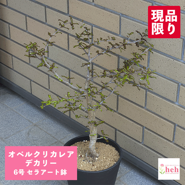 バオバブの領域