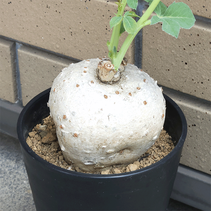 送料無料 部エリア対象外面です ご忠告の言葉下さい ヤトロファ 錦赤珊瑚 6 0 セラアート丼鉢 観葉 多肉 草木 幣物 開店 生まれでるデート 造営 嫁する メモリー日 賦する 慶祝 開業 鉢物 貰い物 女内方 塊根 馴染 両親 大型 銘柄 コーデックス オシャレ セール ベル