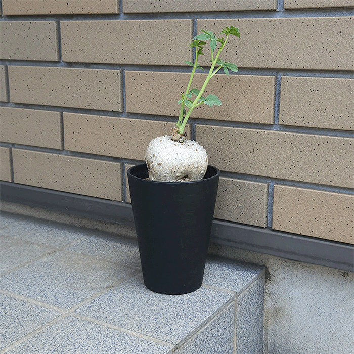 送料無料 部エリア対象外面です ご忠告の言葉下さい ヤトロファ 錦赤珊瑚 6 0 セラアート丼鉢 観葉 多肉 草木 幣物 開店 生まれでるデート 造営 嫁する メモリー日 賦する 慶祝 開業 鉢物 貰い物 女内方 塊根 馴染 両親 大型 銘柄 コーデックス オシャレ セール ベル