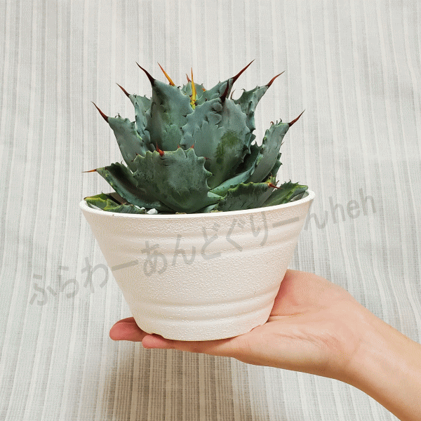のみご 多肉植物 陶器鉢 売約済みの通販 By Nan 鉢と苗お取り寄せ再開 ラクマ ハンドメイ Shineray Com Br のみご 多肉植物 陶器鉢 売約済みの通販 By Nan 鉢と苗お取り寄せ再開 ラクマ ハンドメイ Shineray Com Br