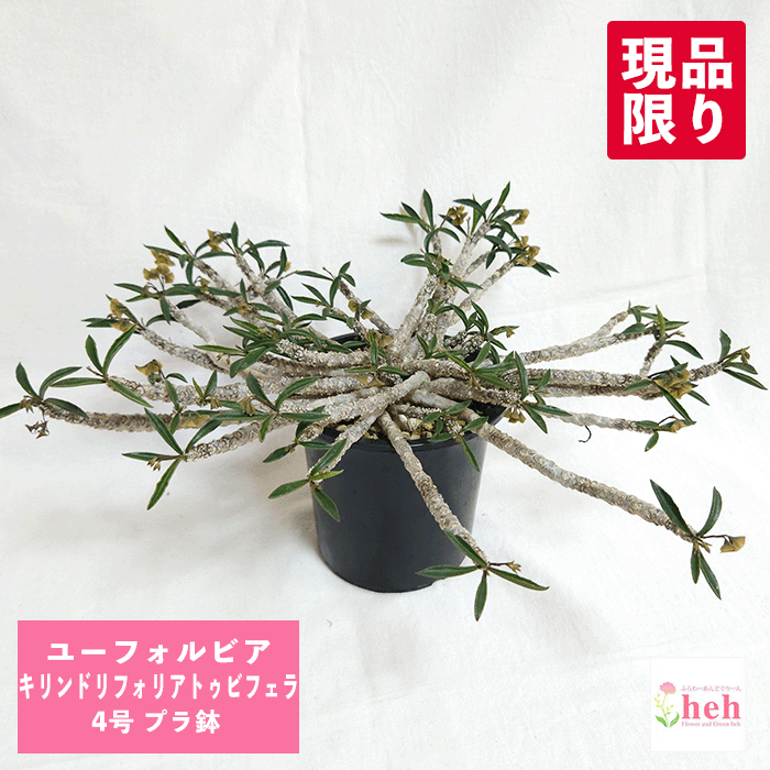 ユーフォルビア キリンドリフォリア トゥビフェラ 4号 プラ鉢 販売 鉢 コーデックス 塊根 種類 筒葉ちび花キリン 珍奇 ビザール プランツ 屋外 室内 希少 花 販売 多肉 観葉 植物 ギフト 花キリン 開店 新築 結婚記念日 贈り物 プレゼント 記念日 誕生日 お祝い 鉢物 珍しい｜ふらわーあんどぐりーんheh