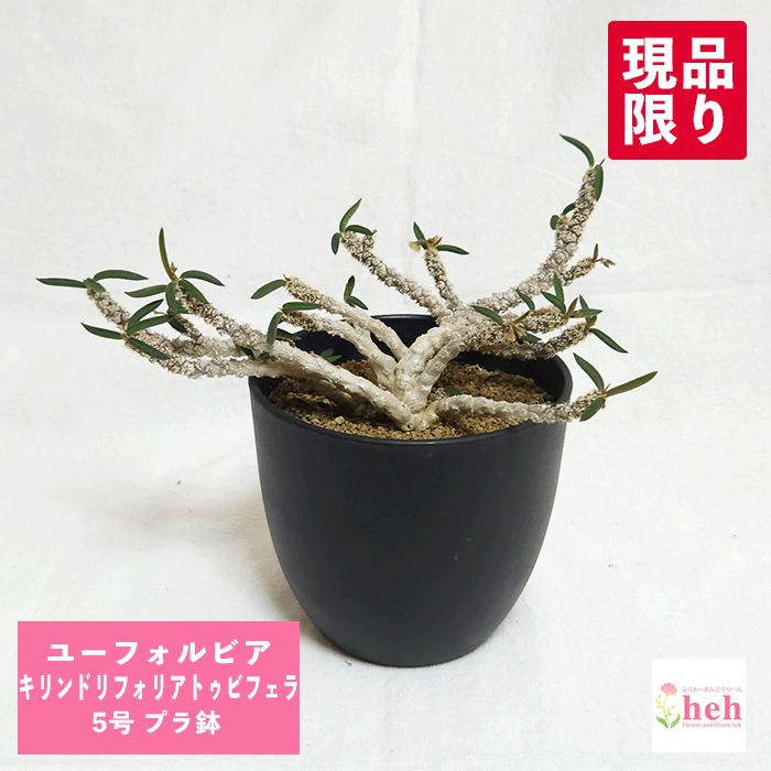 ユーフォルビア キリンドリフォリア トゥビフェラ 5号 プラ鉢 販売 鉢 コーデックス 塊根 種類 屋外 室内 希少 花 販売 多肉 観葉 植物 ギフト 花キリン 開店 新築 結婚記念日 贈り物 プレゼント 記念日 誕生日 お祝い 鉢物 珍しい トウダイグサ