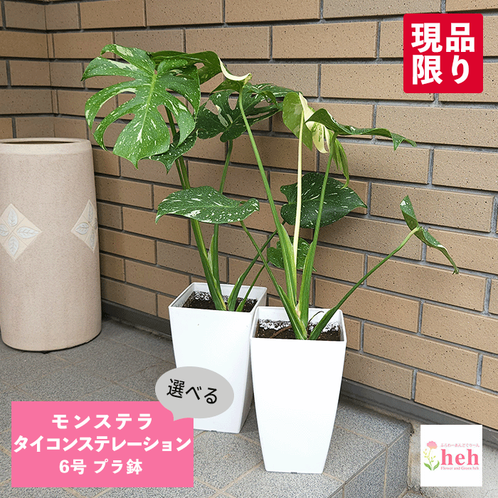 楽天市場】斑入り モンステラ 6号サイズ 鉢植え 観葉植物 斑入り