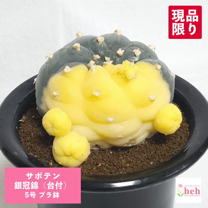 バオバブの現実