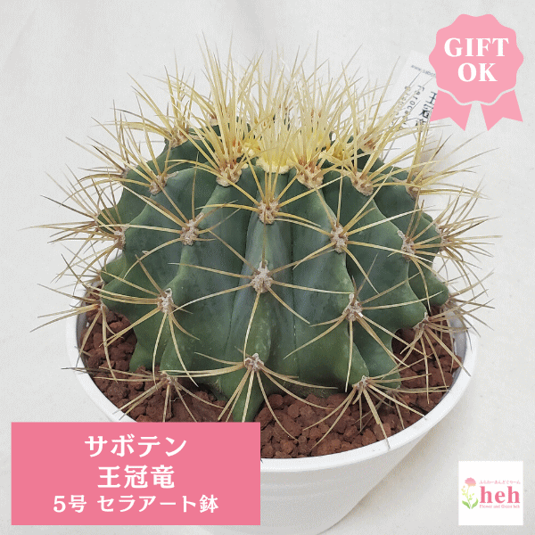 サボテン 王冠竜 8号 希少品 ビッグサイズ 本物 観葉植物 アガベ サボテン 王冠竜 8号 希少品 ビッグサイズ 本物 観葉植物 アガベ