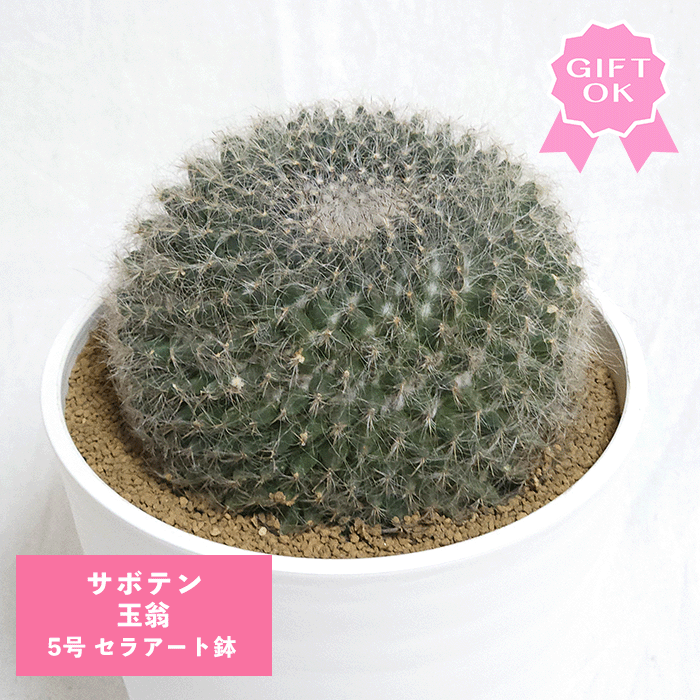 楽天市場】【6日までポイント3倍】観葉植物 本物 柱サボテン トゲなし
