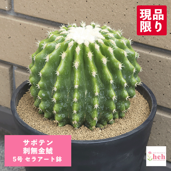 サボテン　金鯱　白鉢 金鯱 サボテン 希少 白刺 Kinsyachi Echinocactus grusonii 特大
