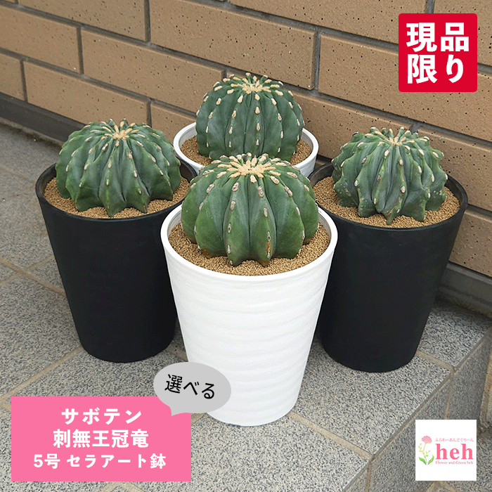 楽天市場】PLANCHU サボテン フェロカクタス 刺無王冠竜 とげなし