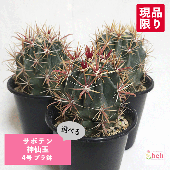 楽天市場】サボテン：フェロカクタス 神仙玉*幅4cm ☆赤松実生