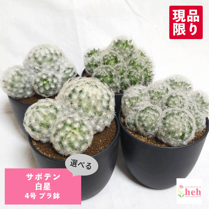 サボテン　　王冠竜　　白鉢 楽天市場】サボテン 刺無王冠竜 7号 セラアート鉢 観葉植物 種