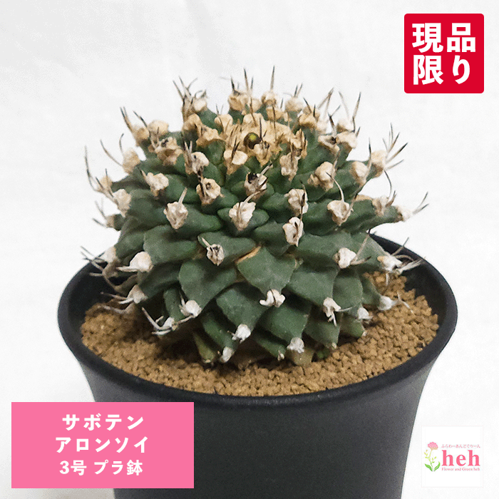 楽天市場】さぼてん 柱サボテン 三角柱 鉢植え ミニサイズ【地域