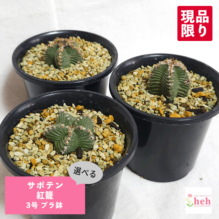 楽天市場】【アズテキウム 紅籠 】管理方法付き3.5号鉢 サボテン 多肉