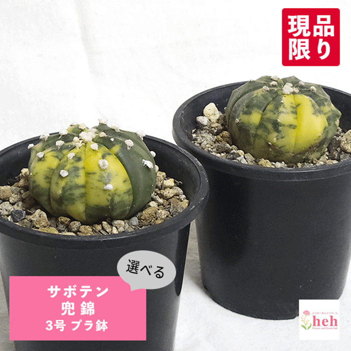 ミラクル系兜　3本　サボテン・多肉 ミラクル系兜 サボテン ☆サボテン・多肉植物☆(超大型ミラクル系兜×超