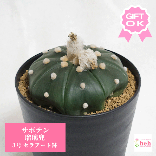 楽天市場】サボテン 瑠璃スーパー兜 2.5号 プラ鉢 観葉植物 種 楽天市場】サボテン 瑠璃スーパー兜 2.5号 プラ鉢 観葉植物 種