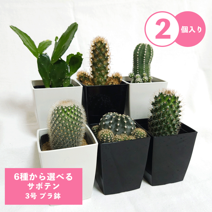 サボテンページ 2 サボテン全書 All about CACTUS | パワポン・スパナンタナーノン, 飯島