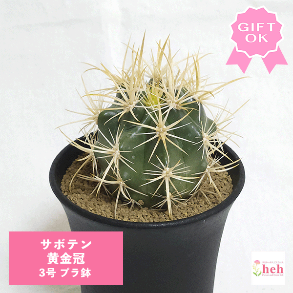 【現品】サボテン・王冠竜　フェロカクタス（おうかんりゅう）　12号　E番 現品】サボテン・王冠竜 フェロカクタス（おうかんりゅう） 12号