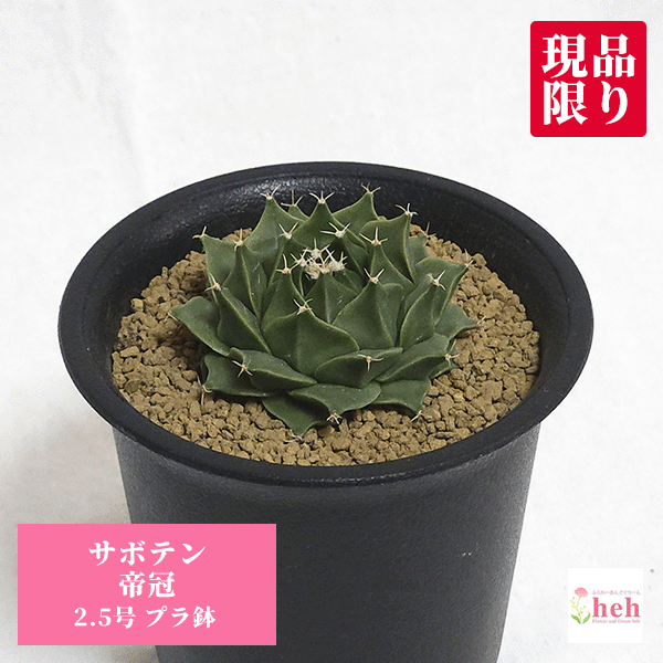 楽天市場】PLANCHU サボテン ネオポルテリア 暗黒王 あんこくおう 3号