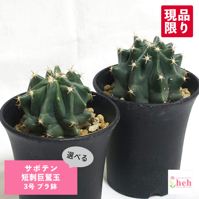 楽天市場】サボテン 王冠竜 5号 セラアート鉢 鉢 土 種 観葉植物 多肉