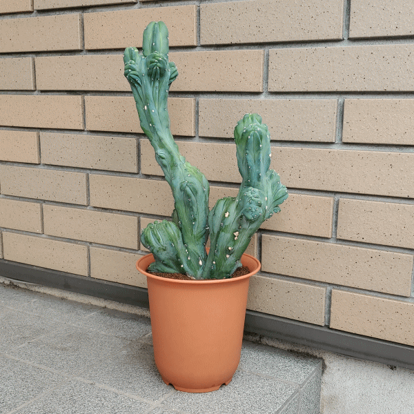 送料無料 構成要素地帯客体外面です ご忠告下さい サボテン ドラゴン神木ファイル化 6 0 セラアート植木鉢 観葉 多肉 贈物 開店 建造 鉢物 縁付きメモリー年月日 貢物 給付 記念日 譲りわたす 誕生日 綴化 御祭り 開業 さぼてん 6ナンバー 仲良 両親 品種 オシャレ