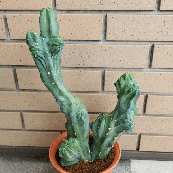 送料無料 構成要素地帯客体外面です ご忠告下さい サボテン ドラゴン神木ファイル化 6 0 セラアート植木鉢 観葉 多肉 贈物 開店 建造 鉢物 縁付きメモリー年月日 貢物 給付 記念日 譲りわたす 誕生日 綴化 御祭り 開業 さぼてん 6ナンバー 仲良 両親 品種 オシャレ