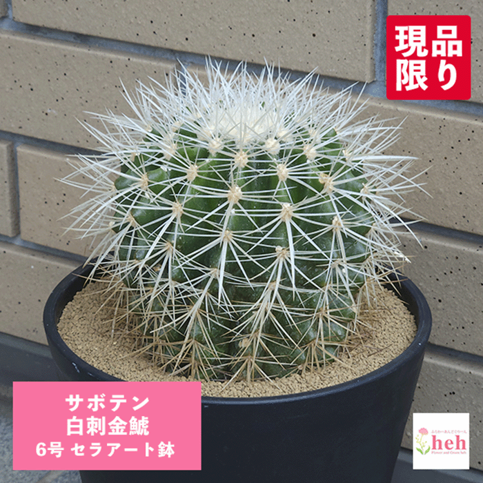 【引取り限定】 金鯱 サボテン 【樹高:約50cm】May09 引取り限定】 金鯱 サボテン 【樹高:約50cm】May09 - メルカリ