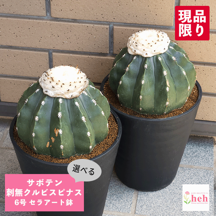 楽天市場】サボテン メロカクタス クルビスピナス（Melocactus