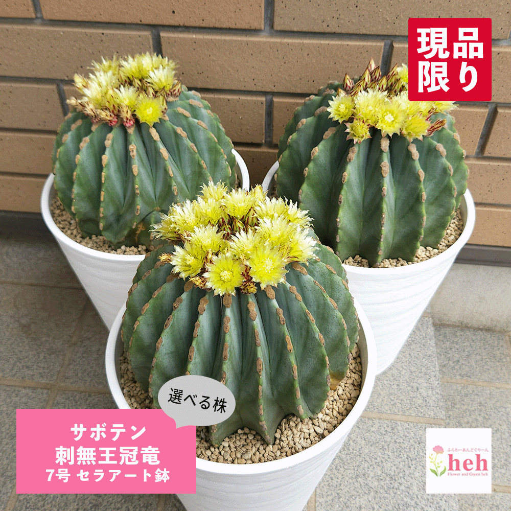 バオバブの領域