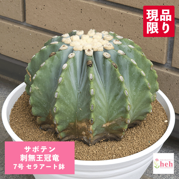楽天市場】王冠竜 オウカンリュウ サボテン フェロカクタス 8号