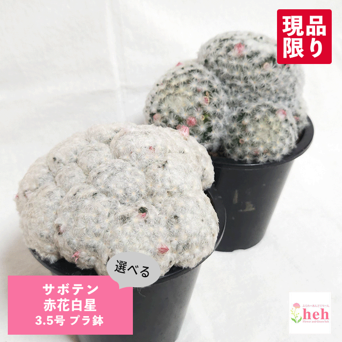 サボテン 赤花白星 3.5号 プラ鉢 マミラリア 鉢 土 種 観葉植物 多肉植物 群生 さぼてん 中型 販売 種類 プレゼント ギフト 室内 屋外 花 鉢 植物 開店 誕生日 新築 結婚 記念日 贈答 お祝い 開業 友人 両親 通販 鉢物 オシャレ 引越し ガーデニング ベランダ グリーン｜ふらわーあんどぐりーんheh