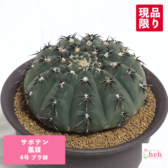 楽天市場】PLANCHU サボテン エスポストア 金装竜 きんそう