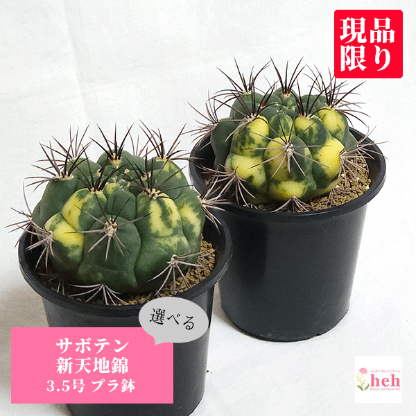 サボテンページ Amazon.co.jp: PLANCHU サボテン ギムノカリキウム 新天地 しん