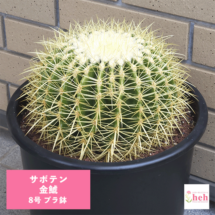【現品】サボテン・キンシャチ　(金鯱 )　１５号　E8番 現品】サボテン・キンシャチ (金鯱 ) 15号 E8番