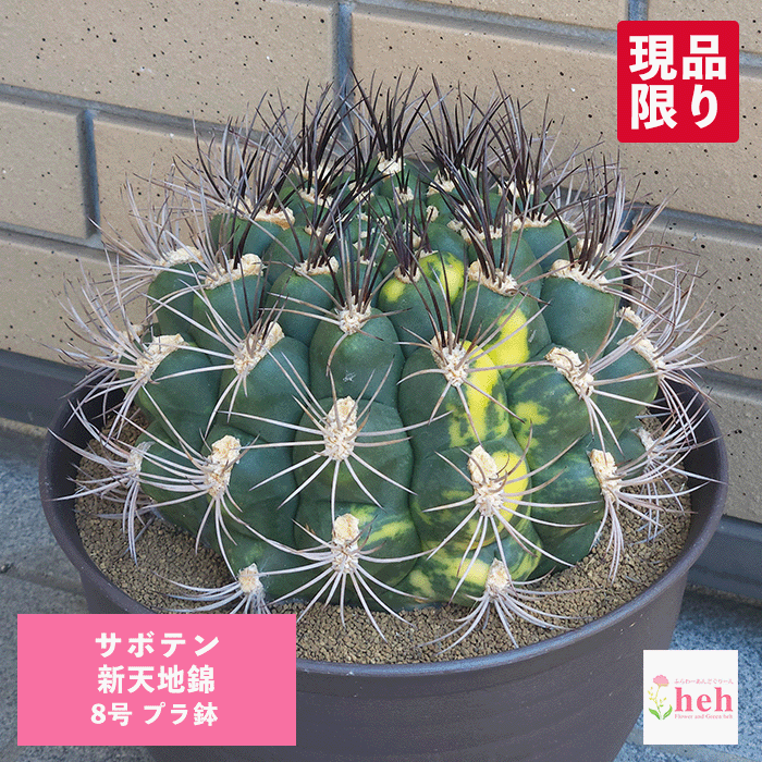 バオバブの現実