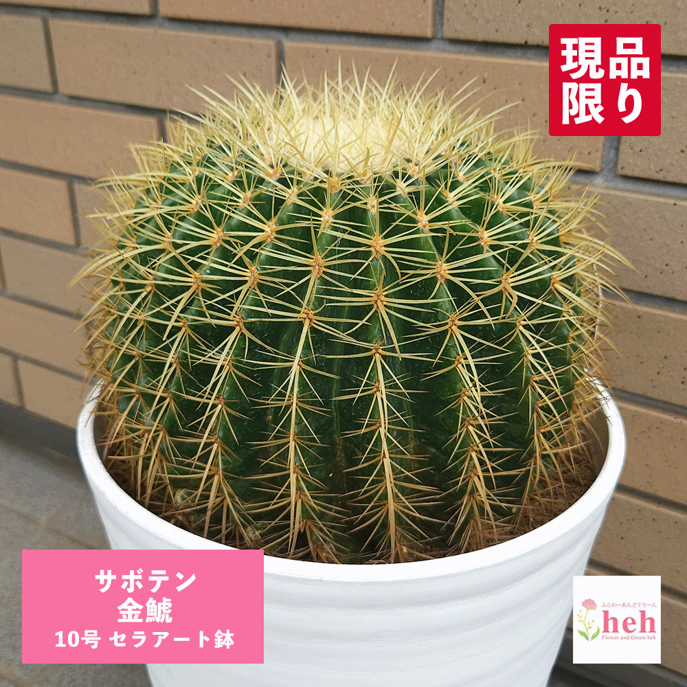 バオバブの領域