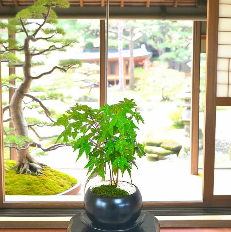 楽天市場】もみじ 盆栽 楽天ランキング1位 極美葉の曲付き荒皮もみじ