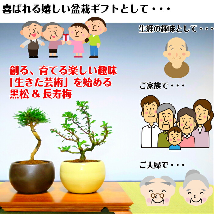 盆栽 松 梅 初心者 入門 セット お手軽 安心 信頼 初めての盆栽人気の 黒松 長寿梅 こだわり豪華10点セット盆栽 初心者 おしゃれ 室内 誕生日 プレゼント 母 父 趣味 プレゼント 癒し 植物 盆栽キット 松 盆栽 ギフト Natboardmcqs Com