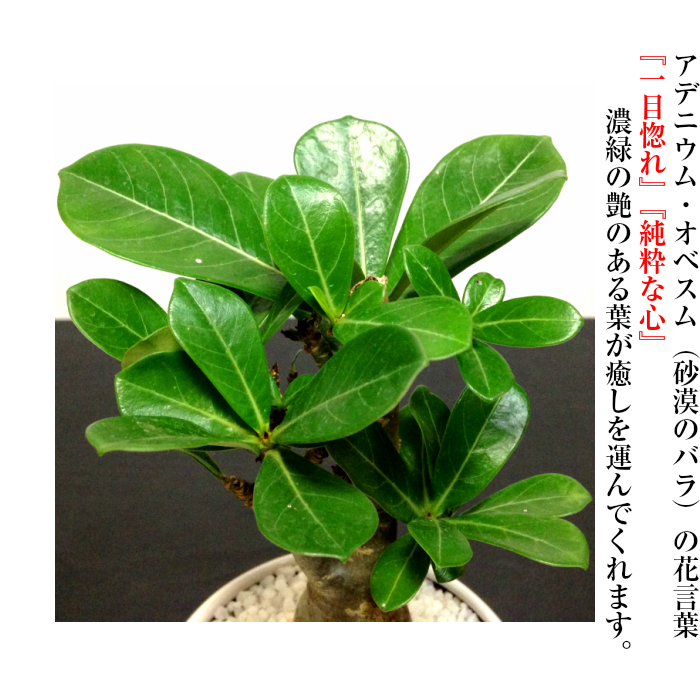 多肉植物 即日出荷 アデニウム 砂漠のバラ ミニ観葉 盆栽 育て方指南書同梱 幸運招来 癒し与える塊根観葉 盆栽 ミニ ミニ盆栽 誕生日 プレゼント 癒し観葉植物 引っ越し お祝い 送料無料 多肉植物 サボテン 塩インテリア Educaps Com Br