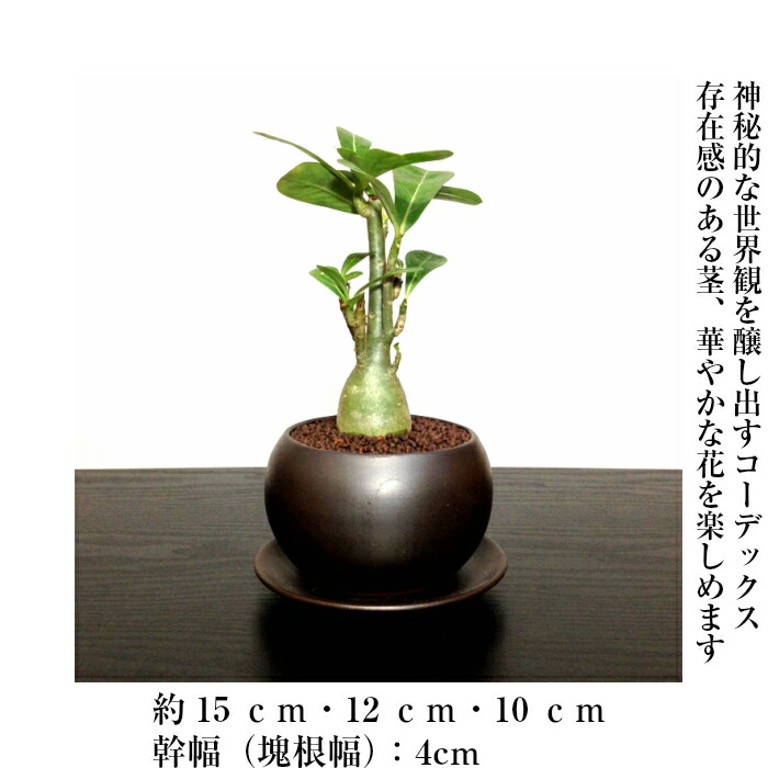 多肉植物 即日出荷 アデニウム 砂漠のバラ ミニ観葉 盆栽 育て方指南書同梱 幸運招来 癒し与える塊根観葉 盆栽 ミニ ミニ盆栽 誕生日 プレゼント 癒し観葉植物 引っ越し お祝い 送料無料 多肉植物 サボテン 塩インテリア Educaps Com Br