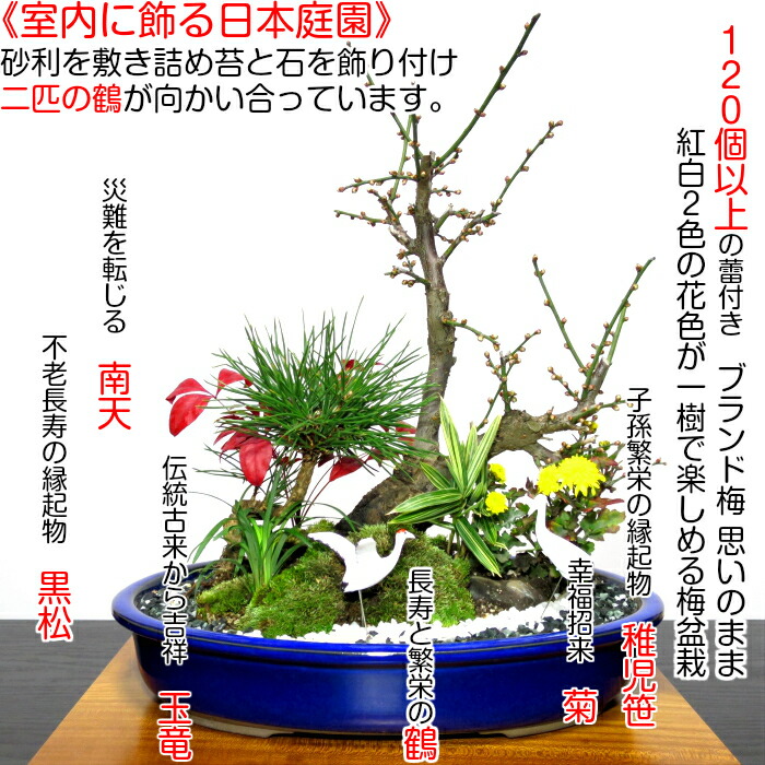 盆栽 梅 0以上の蕾付き 紅白梅盆栽 豪華 松竹梅 寄せ植え 縁起づくしの創作日本庭園 幸福招来 梅 盆栽 黒松 南天 菊 玉竜 鶴 稚児笹 盆栽 梅 松竹梅 初心者 おしゃれ 盆栽 室内 部屋に飾る 盆栽 梅 盆栽 ギフト Kaleraf Com Tr