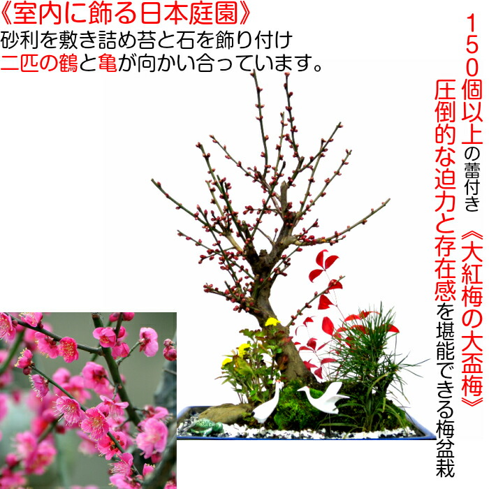 盆栽 盆栽 梅 盆栽 150以上の蕾 大盃梅盆栽 豪華松竹梅寄せ植え 盆栽 現品一点物 縁起づくしの創作ミニ日本庭園 Wプレゼント特典 幸福招来 縁起の良いテーブル盆栽 梅盆栽 黒松 南天 菊 玉竜 鶴 稚児笹 盆栽 盆栽梅 盆栽 ミニ 部屋に飾る盆栽 梅 盆栽ギフト 花心 盆栽 盆栽 梅 盆栽 150以上の蕾 大盃梅盆栽 豪華松竹梅寄せ植え 盆栽 現品一点物 縁起づくしの創作ミニ日本庭園 Wプレゼント特典 幸福招来 縁起の良いテーブル盆栽 梅盆栽 黒松 南天 菊 玉竜 鶴 稚児笹 盆栽 盆栽梅 盆栽 ミニ 部屋に飾る盆栽 梅 盆栽ギフト 花心