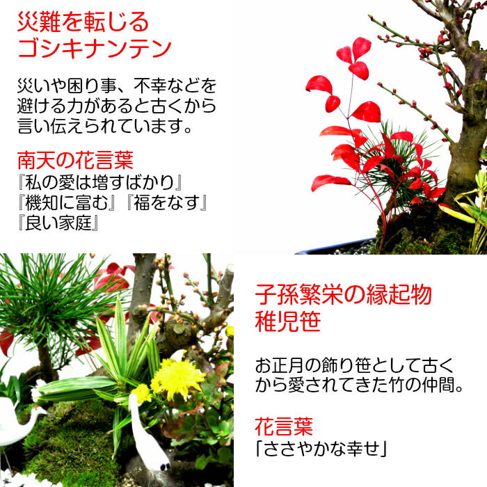 盆栽 盆栽 梅 盆栽 150以上の蕾 大盃梅盆栽 豪華松竹梅寄せ植え 盆栽 現品一点物 縁起づくしの創作ミニ日本庭園 Wプレゼント特典 幸福招来 縁起の良いテーブル盆栽 梅盆栽 黒松 南天 菊 玉竜 鶴 稚児笹 盆栽 盆栽梅 盆栽 ミニ 部屋に飾る盆栽 梅 盆栽ギフト 花心