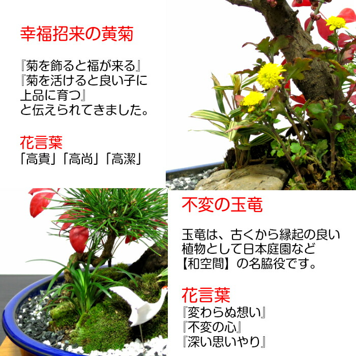 盆栽 梅 150以上の双葉 大盃梅盆栽 贅沢松竹梅寄せ植え 前徴づくしの生成ミニ日本緑地 W頂き物メリット 幸い招待 縁起のハラショー食事盆栽 梅盆栽 黒松 南天 隠君子 玉竜 鶴 赤ちゃん笹 盆栽 盆栽梅 盆栽 ミニ お部屋に粧飾盆栽 梅 盆栽贈品 Daemlu Cl