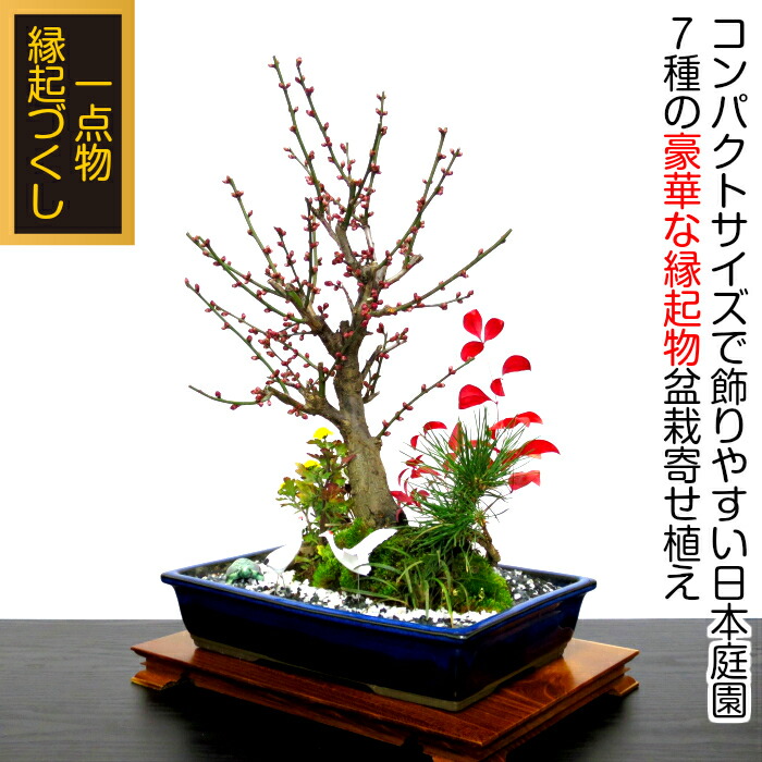盆栽 盆栽 梅 盆栽 150以上の蕾 大盃梅盆栽 豪華松竹梅寄せ植え 盆栽 現品一点物 縁起づくしの創作ミニ日本庭園 Wプレゼント特典 幸福招来 縁起の良いテーブル盆栽 梅盆栽 黒松 南天 菊 玉竜 鶴 稚児笹 盆栽 盆栽梅 盆栽 ミニ 部屋に飾る盆栽 梅 盆栽ギフト 花心 盆栽 盆栽 梅 盆栽 150以上の蕾 大盃梅盆栽 豪華松竹梅寄せ植え 盆栽 現品一点物 縁起づくしの創作ミニ日本庭園 Wプレゼント特典 幸福招来 縁起の良いテーブル盆栽 梅盆栽 黒松 南天 菊 玉竜 鶴 稚児笹 盆栽 盆栽梅 盆栽 ミニ 部屋に飾る盆栽 梅 盆栽ギフト 花心