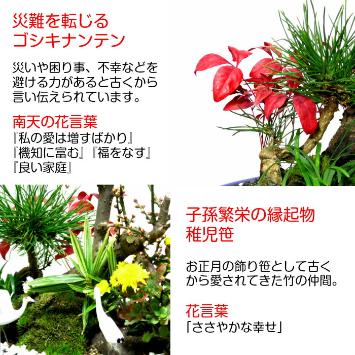 盆栽 梅 紅冬至 豪華 特選 松竹梅寄せ植え 現品一点物 縁起づくしの創作日本庭園 Wプレゼント特典 幸福招来 黒松 南天 菊 玉竜 鶴 稚児笹 盆栽 盆栽梅 正月飾り 植物 盆栽 ギフト 門松 Mavipconstrutora Com Br