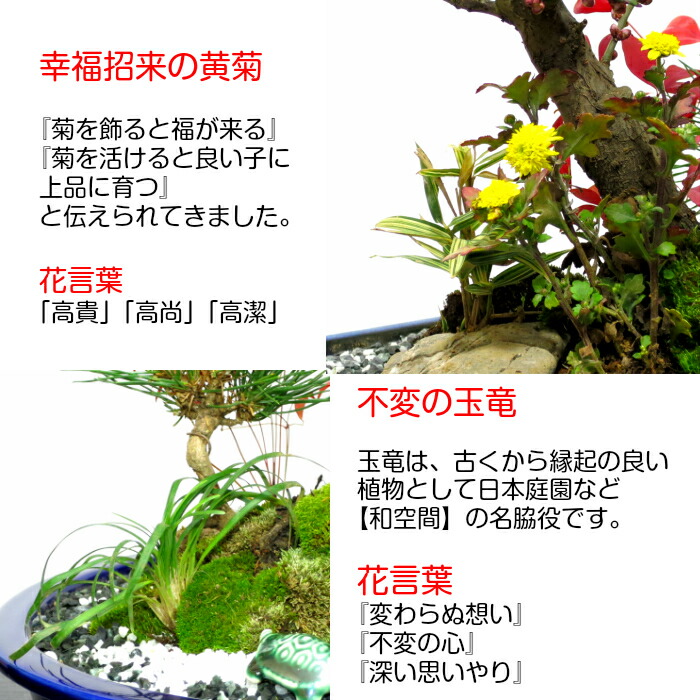 盆栽 梅 紅冬至 特選 ギフト 菊 現品一点物 門松 植物 稚児笹 松竹梅寄せ植え 盆栽梅 鶴 豪華 正月飾り 縁起づくしの創作日本庭園 玉竜 南天 Wプレゼント特典 幸福招来 黒松