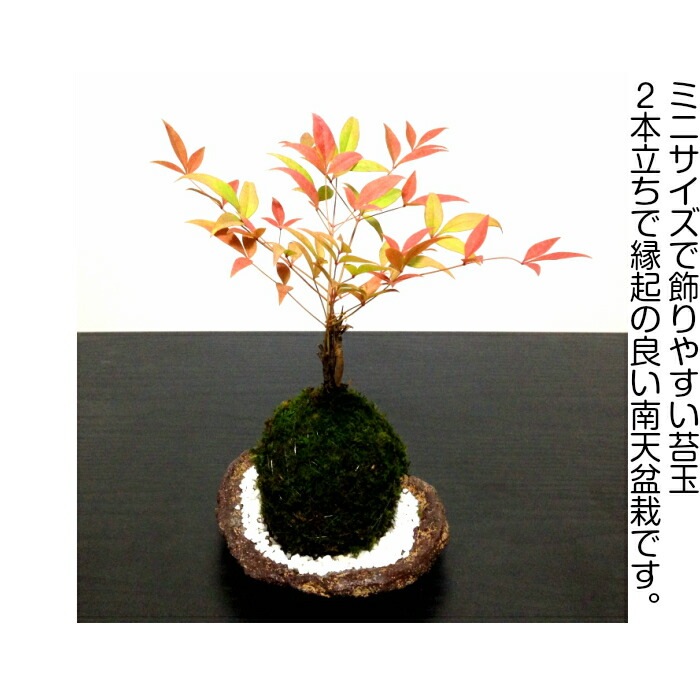 盆栽 苔玉 即日出荷 樹齢3年 南天苔玉ミニ盆栽 2本立ち 年間通して花と実が楽しめる南天 古来からの縁起物植物 盆栽 ミニ盆栽 盆栽 ミニ 苔玉 プレゼント 和インテリア盆栽 癒し 植物 盆栽 フラワーギフト 吉祥盆栽 縁起物盆栽 Schwimmbad Delphine De